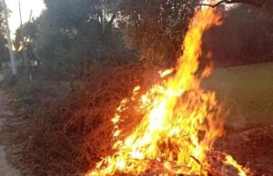 Milas’taki orman yangınları büyümeden söndürüldü