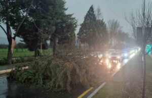 Menteşe’de şiddetli fırtınada ağaç devrildi, trafik durdu