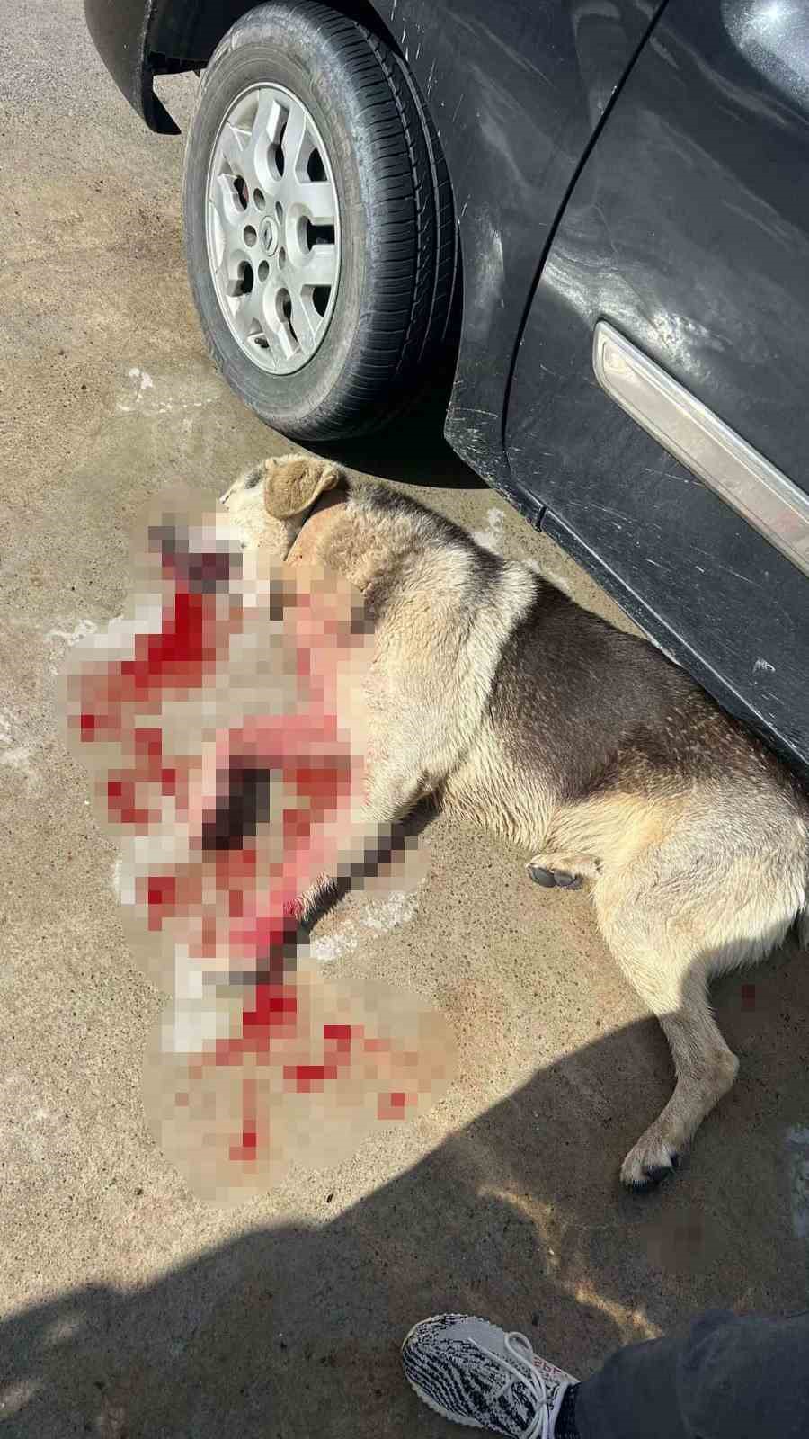 Tavuklarını yiyen köpekleri öldürünce tutuklandı