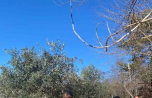 Menteşe’de zeytin ağaçları mercek altında