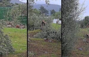 Muğla’da “zeytin kesim” tartışmasına, valilik soruşturma başlattı