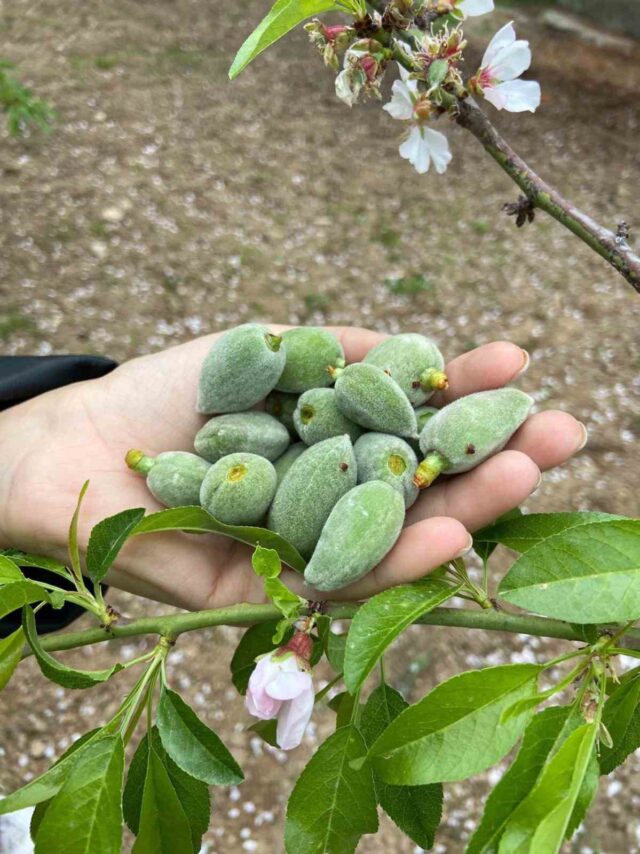 Datça’nın ünlü ‘çağla badem’i tezgaha inmeye hazır
