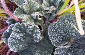 Muğla 5 gün soğuk havanın etkisinde olacak