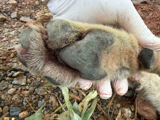 Fethiye’de aracın çarptığı kurt bilim projesine ışık tutacak