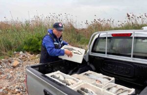 Milas’ta kaçak avcılığa geçit yok: 80 kilo kefal balığına el konuldu