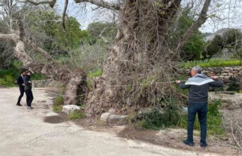 Bodrum’da 2 bin yıllık dev çınar keşfedildi