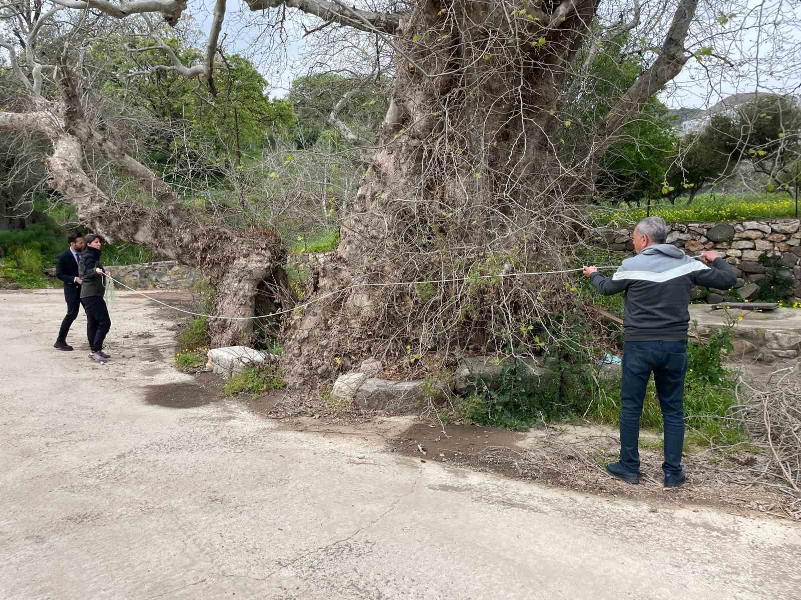 Bodrum’da 2 bin yıllık dev çınar keşfedildi