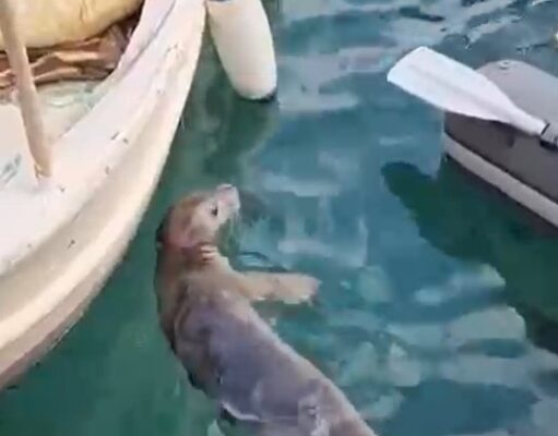 Akyarlar’da yavru Akdeniz foku ilgi odağı oldu