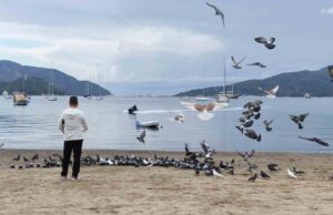 Marmaris’te güvercinler kışın boşalan sahili mesken tuttu