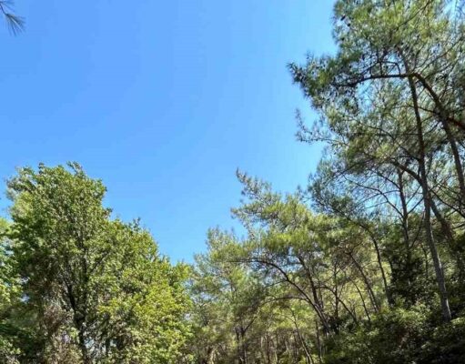 Orman yangınlarına karşı gönüllü seferberliği: “Ormanlık alanda temizlik yaptılar”