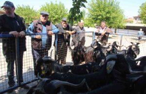 Muğla’da kurbanlık satışları devam ediyor