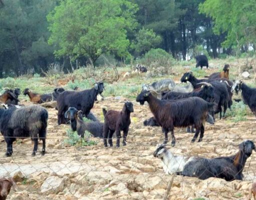 Muğla’da Kurbanlık satışında hareketlilik başladı