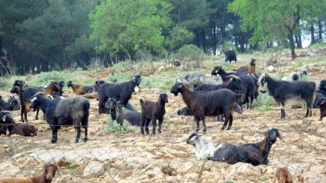 Muğla’da Kurbanlık satışında hareketlilik başladı