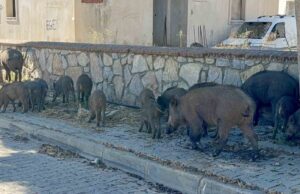 Bodrum’da gündüz vakti domuz sürüsü mahalleye indi