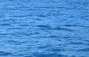Bodrum’da tekneye sürpriz misafir