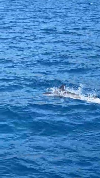 Bodrum’da tekneye sürpriz misafir