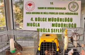 Muğla’da CİMER’e yapılan şikayet, kaçak hayvan ticaretini ele verdi