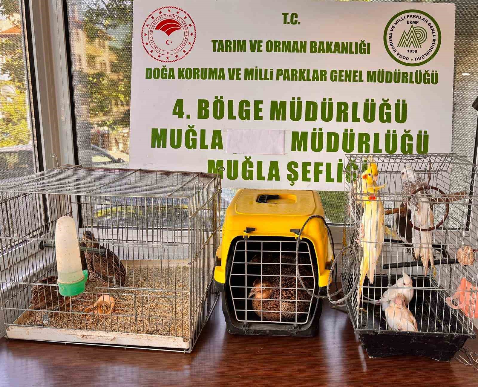Muğla’da CİMER’e yapılan şikayet, kaçak hayvan ticaretini ele verdi