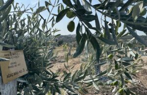 Milas’ta bilimsel yöntemlerle taşınan zeytin ağaçları, bir yıl dolmadan yeniden meyve vermeye başladı