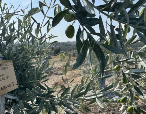 Milas’ta bilimsel yöntemlerle taşınan zeytin ağaçları, bir yıl dolmadan yeniden meyve vermeye başladı