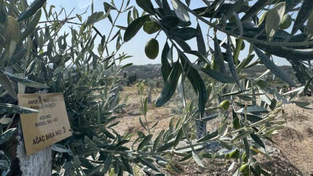 Milas’ta bilimsel yöntemlerle taşınan zeytin ağaçları, bir yıl dolmadan yeniden meyve vermeye başladı