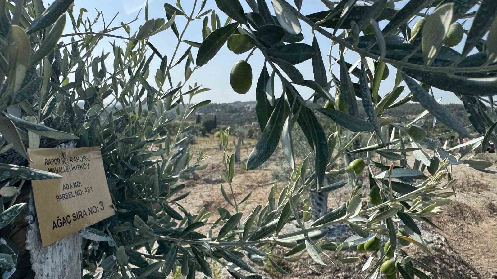 Milas’ta bilimsel yöntemlerle taşınan zeytin ağaçları, bir yıl dolmadan yeniden meyve vermeye başladı