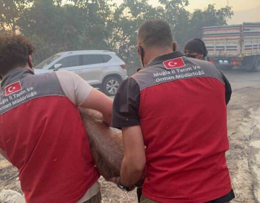 Yangın bölgesindeki hayvanlar güvenli alanlara tahliye edildi