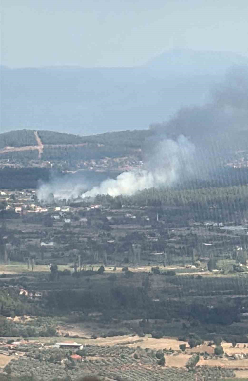Muğla Menteşe’de orman yangını