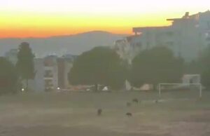 Milas’ta yaban domuzları futbol sahasını mesken tuttu