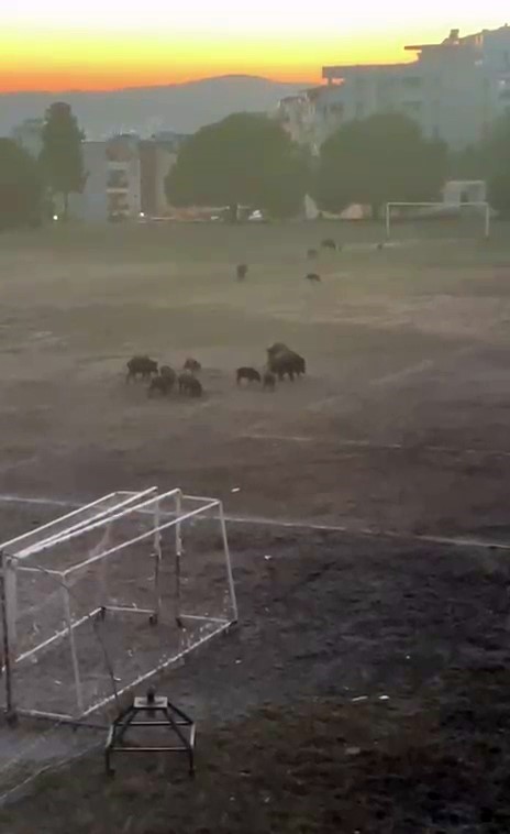 Milas’ta yaban domuzları futbol sahasını mesken tuttu