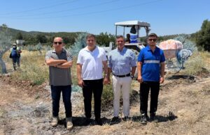 Zeytinler büyüyor, Milas kazanıyor