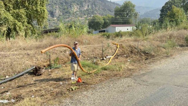 Zeytinlikleri kül oldu, gözyaşını içine akıtıp yangına su taşıdı