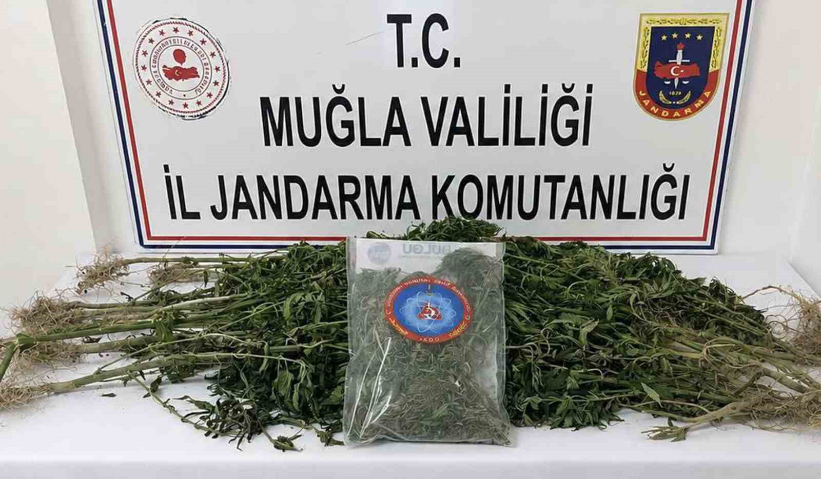 Muğla Jandarmasından uyuşturucu tacirlerine operasyon: 33 tutuklama