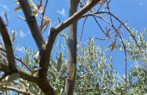 Menteşe’de zeytin ağaçlarında Verticillium solgunluğu kontrolleri yapıldı