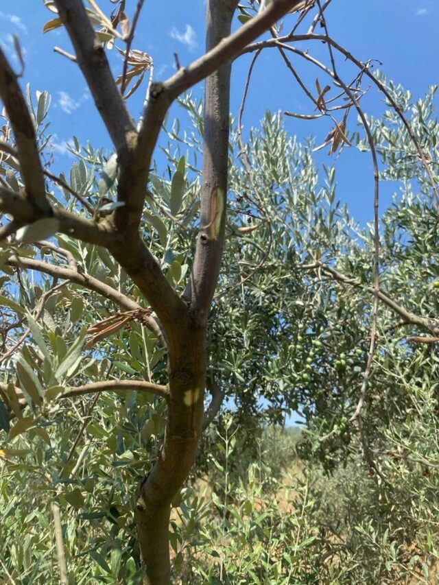 Menteşe’de zeytin ağaçlarında Verticillium solgunluğu kontrolleri yapıldı