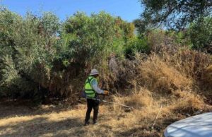 Bodrum’da ot temizliği çalışmaları sürüyor