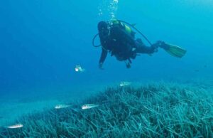 Türkiye’nin ilk Deniz Milli Parkı Fethiye-Kaş ve Kuzey Ege sınırlarında