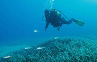 Türkiye’nin ilk Deniz Milli Parkı Fethiye-Kaş ve Kuzey Ege sınırlarında
