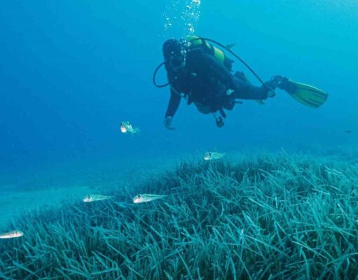 Türkiye’nin ilk Deniz Milli Parkı Fethiye-Kaş ve Kuzey Ege sınırlarında