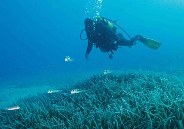 Türkiye’nin ilk Deniz Milli Parkı Fethiye-Kaş ve Kuzey Ege sınırlarında