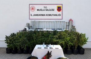 Bodrum’da evden 56 kök kenevir ve 10 kilo skunk ele geçirildi
