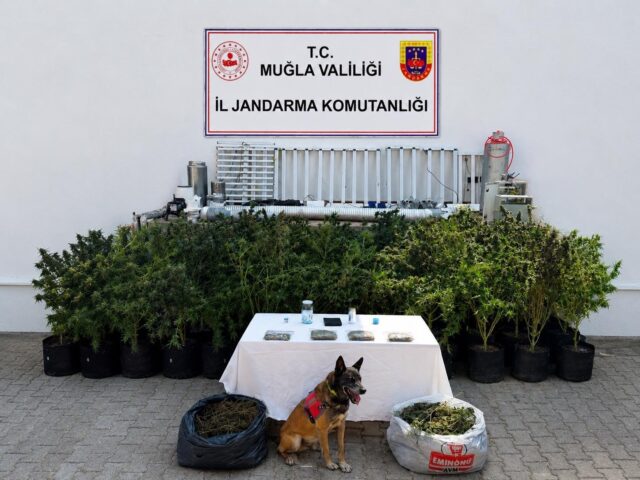 Bodrum’da evden 56 kök kenevir ve 10 kilo skunk ele geçirildi