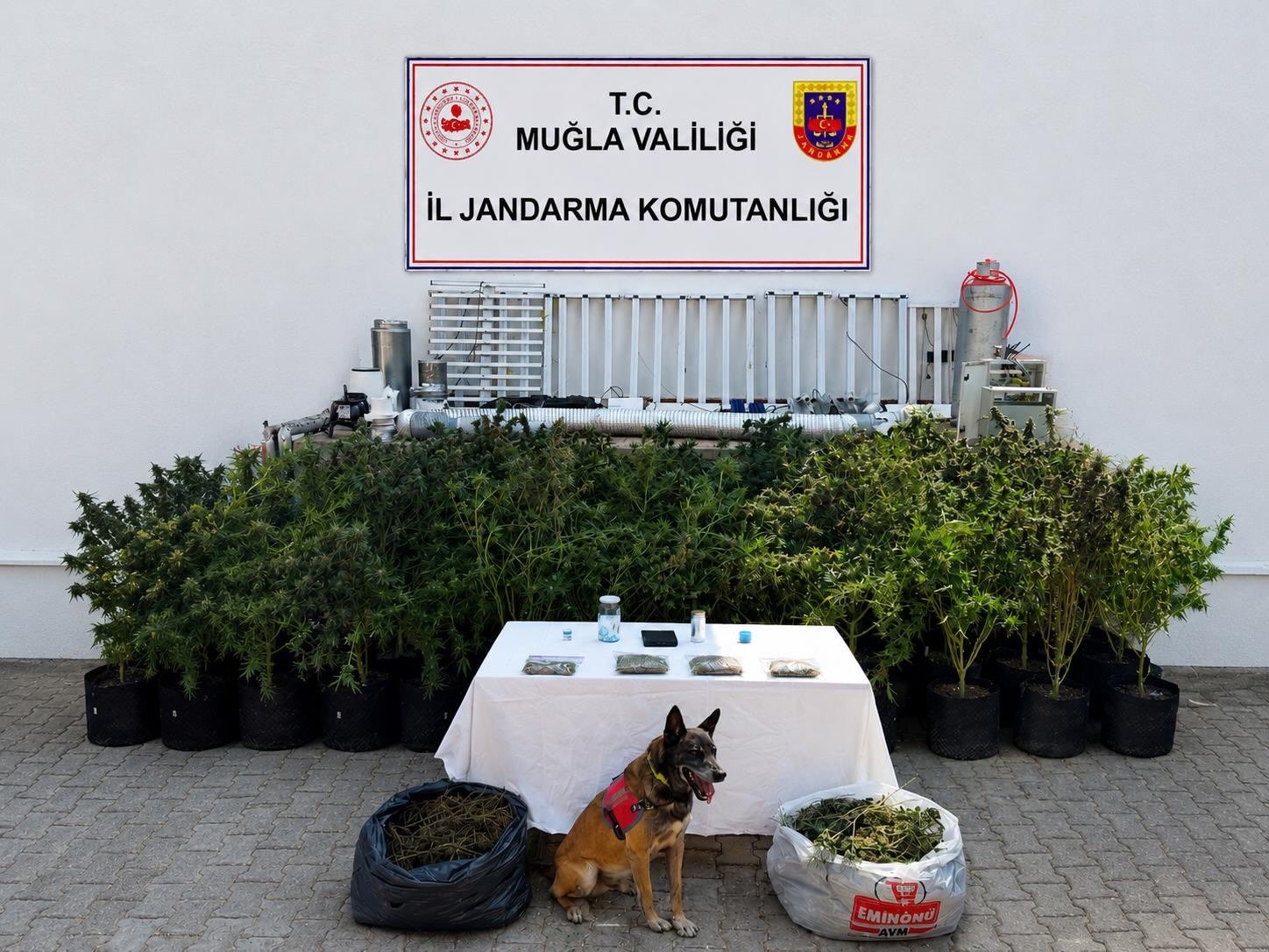 Bodrum’da evden 56 kök kenevir ve 10 kilo skunk ele geçirildi