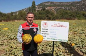 Menteşe’de yayla kavunu ve ata sebzelerinin hasadı yapıldı