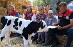 Muğla’da yeni doğan buzağı seferberliği