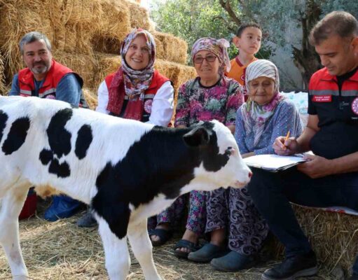 Muğla’da yeni doğan buzağı seferberliği