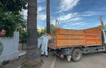 Marmaris’teki çöp evden bir kamyon çöp ve 30’a yakın kedi çıktı