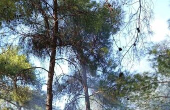 Köyceğiz’de orman yangınına erken müdahale