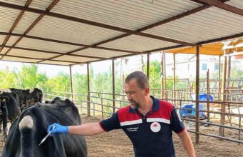 Ortaca’da Şap ve Brucella aşılama çalışması devam ediyor