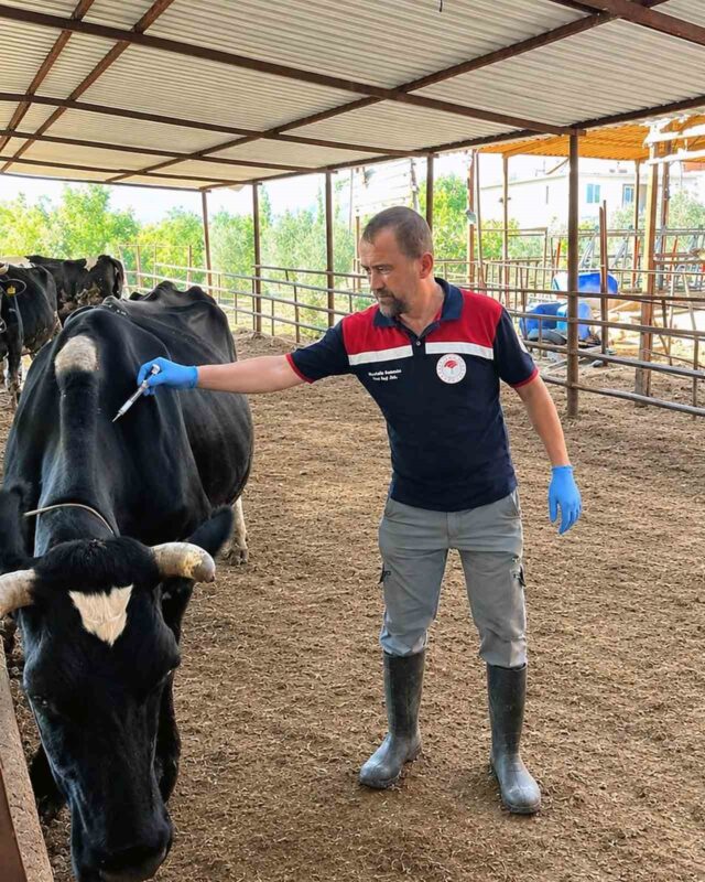 Ortaca’da Şap ve Brucella aşılama çalışması devam ediyor